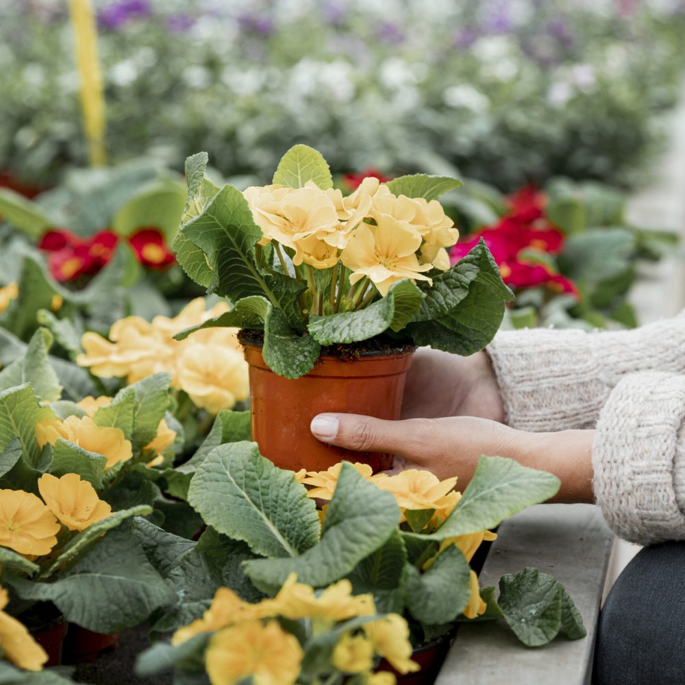 close-up-woman-with-flower-pot